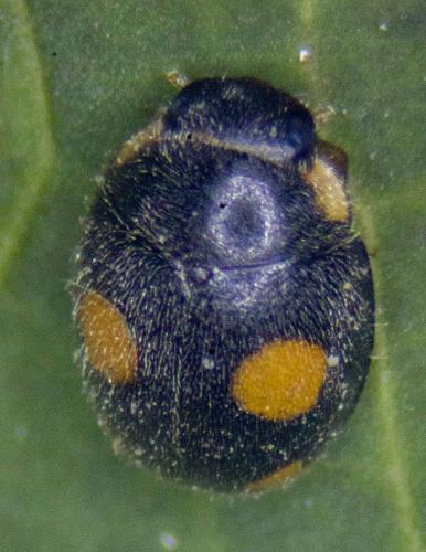 Réf. 281 927 : Platynaspis luteorubra